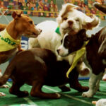 Puppy Bowl 2023: date, dogs…