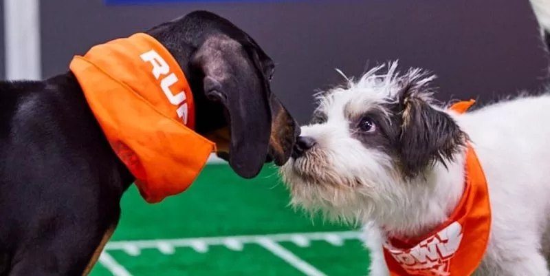 How To Watch Puppy Bowl 2024